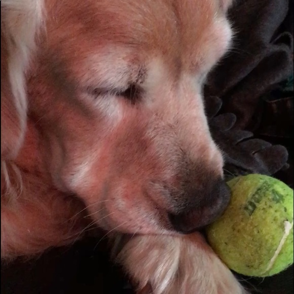 Meet your Posher, Sam - Picture 4 of 5